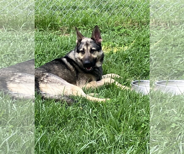 Medium Photo #11 German Shepherd Dog Puppy For Sale in Centreville, VA, USA