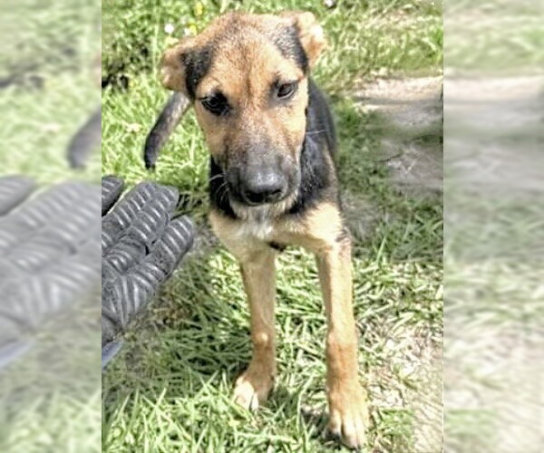 Medium Photo #1 German Shepherd Dog Puppy For Sale in Houston, TX, USA