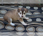 Small #2 Alaskan Klee Kai-Pomeranian Mix