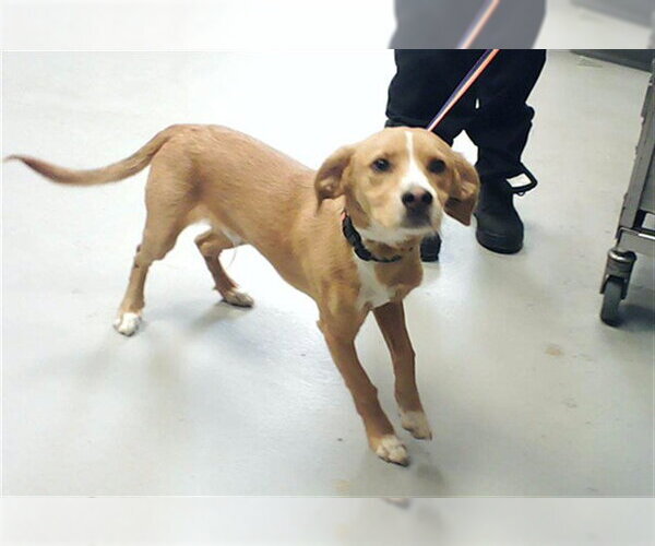 Medium Photo #1 Parson Russell Terrier-Unknown Mix Puppy For Sale in Fayetteville, NC, USA