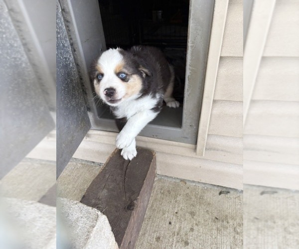 Medium Photo #20 Australian Shepherd Puppy For Sale in AUBURN, IN, USA