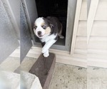 Puppy Puppy 4 Australian Shepherd