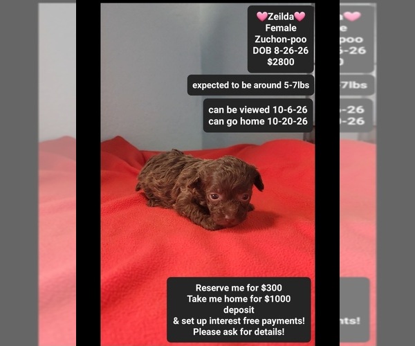 Medium Photo #1 Poodle (Toy)-Zuchon Mix Puppy For Sale in TUCSON, AZ, USA