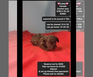 Poodle (Toy)-Zuchon Mix Puppy for sale in TUCSON, AZ, USA