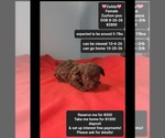 Zeilda - Female Poodle (Toy)-Zuchon Mix Puppy for Sale - Small photo