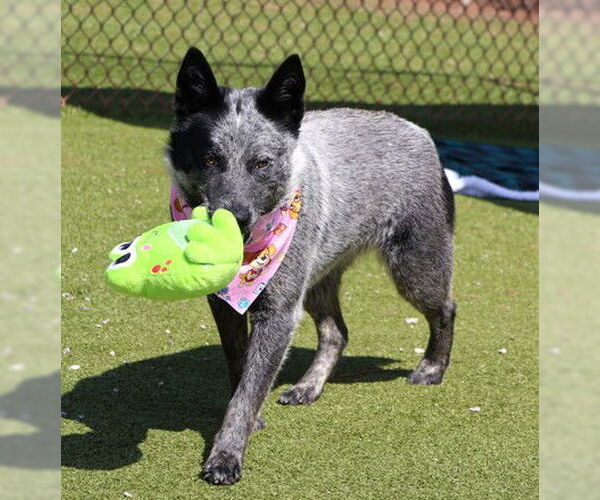 Medium Photo #3 Mutt Puppy For Sale in Rockaway, NJ, USA