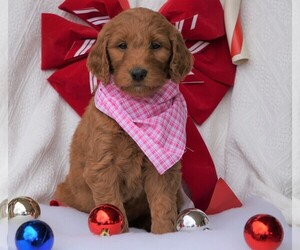 Goldendoodle-Poodle (Standard) Mix Puppy for sale in FREDERICKSBG, OH, USA