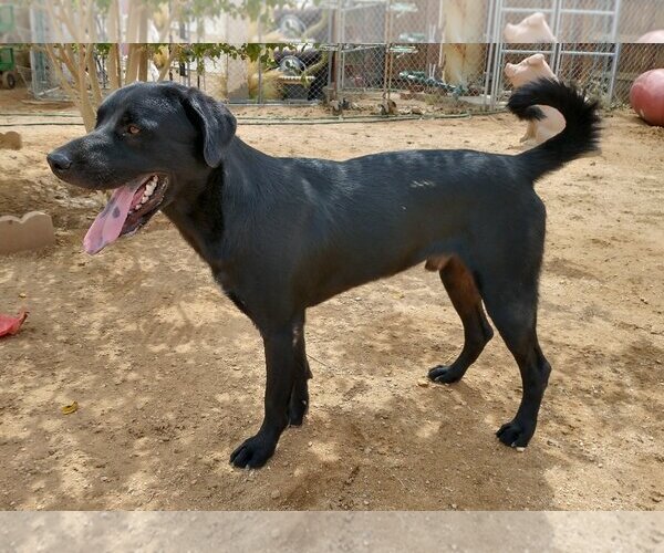 Medium Photo #2 Chesador Puppy For Sale in Apple Valley, CA, USA