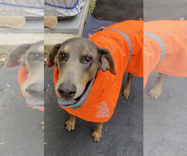 Medium Photo #3 Doberman Pinscher Puppy For Sale in Minneaoplis, MN, USA