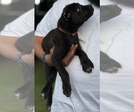 Small Photo #24 Cane Corso Puppy For Sale in ANDERSON, IN, USA