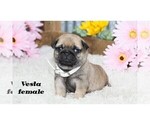 Small #13 Pug