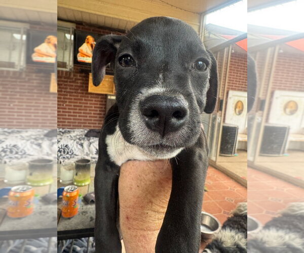 Medium Photo #2 Mutt Puppy For Sale in Fort Collins, CO, USA