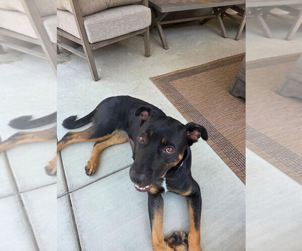 Medium Photo #4 Rotterman Puppy For Sale in Lake Elsinore, CA, USA