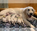 Small #3 English Cream Golden Retriever