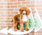 Small Photo #7 Poodle (Toy) Puppy For Sale in SYRACUSE, IN, USA