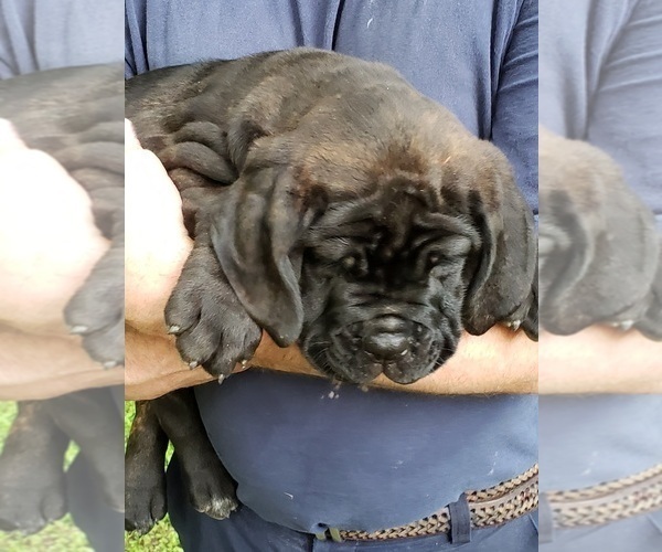 Medium Photo #1 Bullmastiff-Cane Corso Mix Puppy For Sale in BLACKWELL, MO, USA