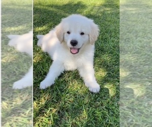 Golden Retriever Puppy for sale in SANTA ANA, CA, USA