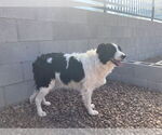 Small #3 Border Collie