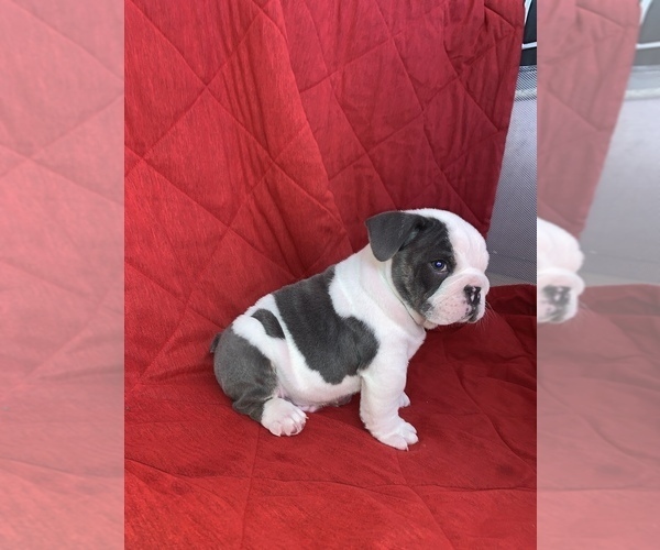 Medium Photo #6 English Bulldog Puppy For Sale in CHULA VISTA, CA, USA