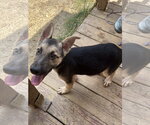 Small #1 German Shepherd Dog Mix