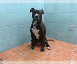 Small American Pit Bull Terrier Mix