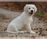 Puppy Foehn English Cream Golden Retriever