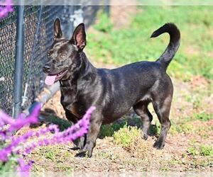 Labrador Retriever-Unknown Mix Dogs for adoption in Santa Cruz, CA, USA