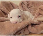 Small #1 American Bulldog