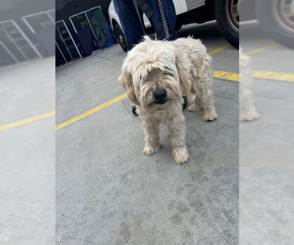 Medium Photo #1 Havanese-Unknown Mix Puppy For Sale in Rancho Cucamonga, CA, USA