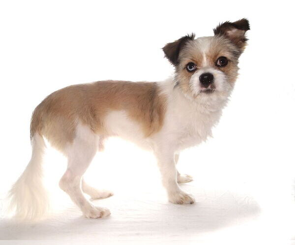 Medium Photo #6 ShiChi Puppy For Sale in Oakland Park, FL, USA