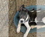 Small #13 Labrador Retriever Mix