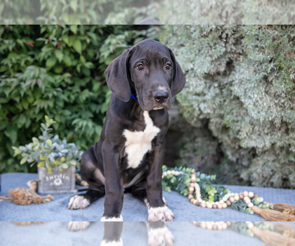 Medium Photo #18 Great Dane Puppy For Sale in SALEM, IN, USA