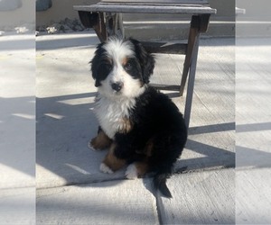 Bernedoodle Puppy for sale in BEND, OR, USA