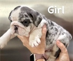 Small Photo #1 English Bulldog Puppy For Sale in CORONA DEL MAR, CA, USA