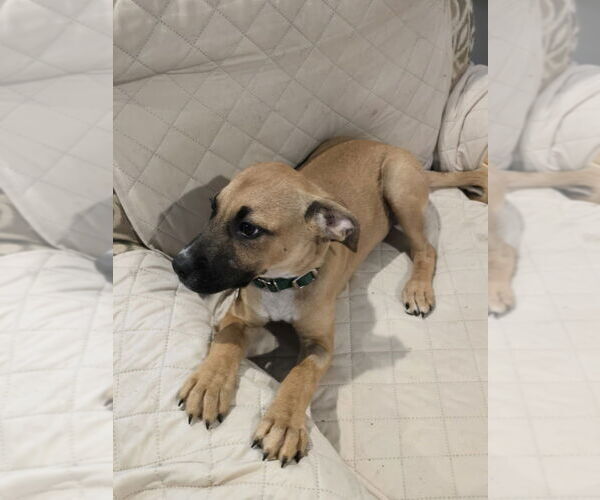 Medium Photo #3 Labrador Retriever-Unknown Mix Puppy For Sale in Boston, MA, USA