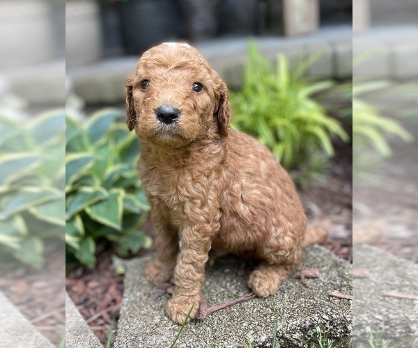 Medium Photo #5 Goldendoodle Puppy For Sale in FORDLAND, MO, USA