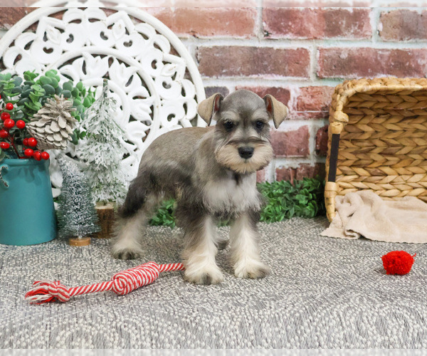 Medium Photo #6 Schnauzer (Miniature) Puppy For Sale in SYRACUSE, IN, USA