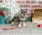 Small #5 Schnauzer (Miniature)