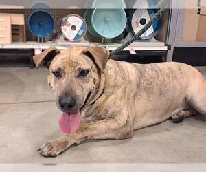 PASEO - Male Labrador Retriever-Unknown Mix Dog for Adoption - Photo #2