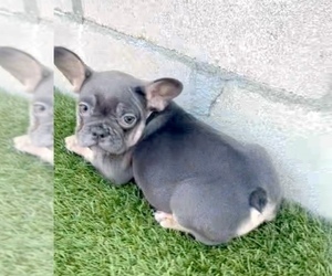 French Bulldog Puppy for sale in TAMPA, FL, USA