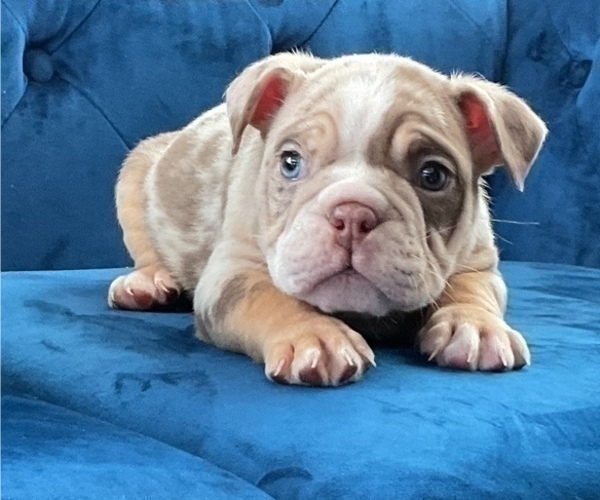 Medium Photo #2 English Bulldog Puppy For Sale in DENVER, CO, USA