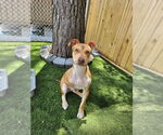 Small #1 Feist Terrier Mix