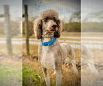 Small #2 Poodle (Standard)