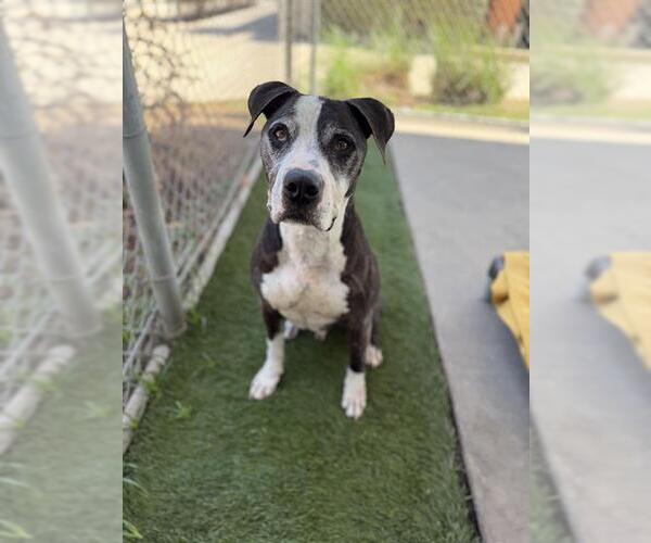 Medium Photo #2 Mutt Puppy For Sale in Chula Vista, CA, USA