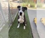 Small #1 Mutt
