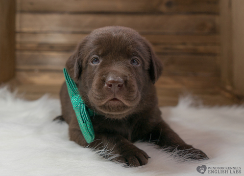 Medium Photo #1 Labrador Retriever Puppy For Sale in PRESCOTT, AZ, USA
