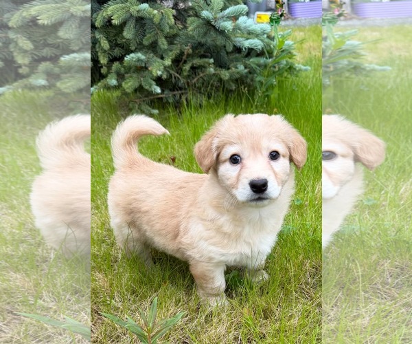 Medium Photo #5 Dachshund-Unknown Mix Puppy For Sale in Anchorage, AK, USA