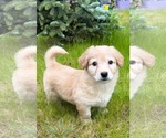 Small #4 Dachshund Mix