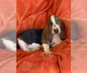 Basset Hound Puppy for sale in MURRIETA, CA, USA