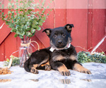 Small Photo #3 German Shepherd Dog Puppy For Sale in PARKESBURG, PA, USA